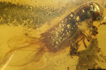 Media type: image;   Entomology PALE-27771